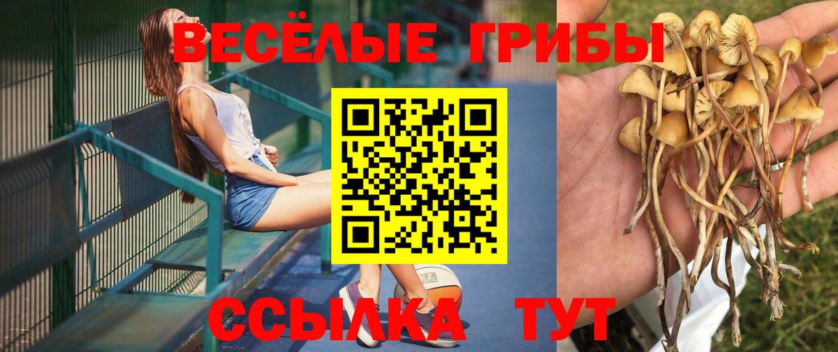 продажа наркотиков  Вход с VPN  Кириши  Псилоцибиновые грибы Psilocybe 